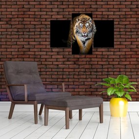 Obraz - Tiger (90x60 cm)