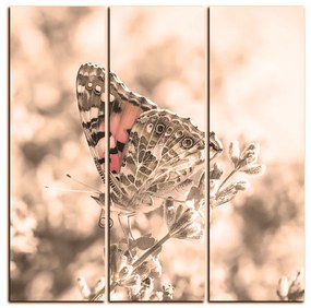 Obraz na plátne - Motýľ na levanduľe - štvorec 3221FB (105x105 cm)