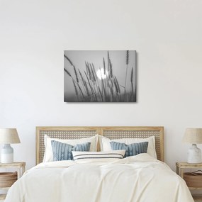 Obraz - Lúka pri západe slnka (70x50 cm)