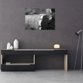 Obraz - Slonia noha (70x50 cm)