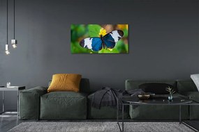 Obraz na plátne Farebný motýľ na kvety 125x50 cm