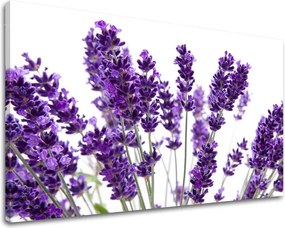 Obraz na stenu KVETY XOBKV128E11 - 100x150 cm