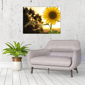 Obraz slnečnice (70x50 cm)