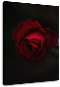 Gario Obraz na plátne Ruža na čiernom pozadí Rozmery: 40 x 60 cm