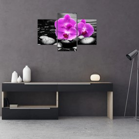 Obraz - Fialové orchidey (90x60 cm)