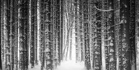 Obraz les zahalený snehom v čiernobielom prevedení