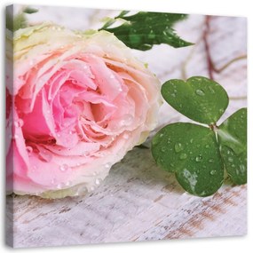 Obraz na plátně, Růžová růže Květina Příroda - 30x30 cm