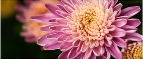 Detailný obraz kvetu (120x50 cm)