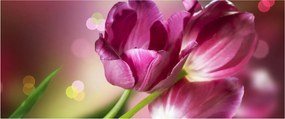 Obraz ružových tulipánov (120x50 cm)