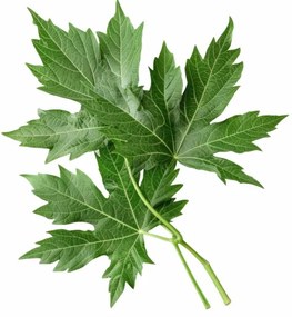 Aromatický vankúš Mugwort 50x70 cm EMI