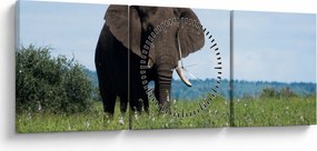 Obraz slona (s hodinami) (90x30 cm)
