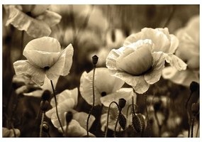 Samolepiaca fototapeta sépiové pole divých makov