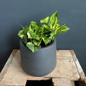 Epipremnum Pothos N-joy gold