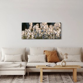 Obraz - Biely páperník (120x50 cm)