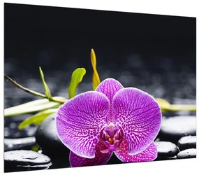 Obraz orchidee (70x50 cm)