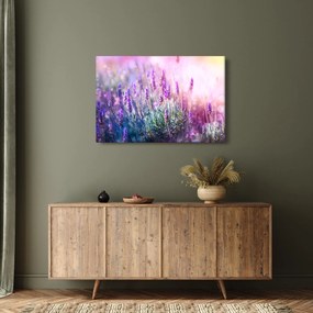 Obraz - Levanduľa vo trblietania slnka (90x60 cm)
