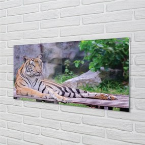 Sklenený obraz Tiger v zoo 125x50 cm