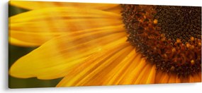 Obraz - Slnečnica (120x50 cm)