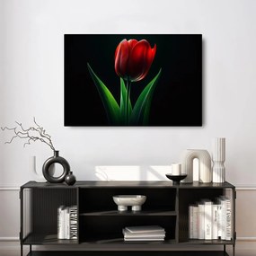 Obraz červená tulipánová elegancia