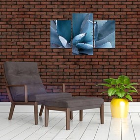 Obraz - Agáve (90x60 cm)