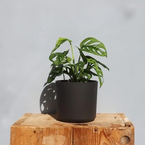 Monstera Adansonii Monkey mask