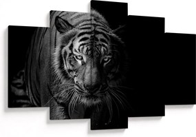 Obraz divokého tigra (150x105 cm)