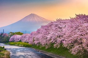 Samolepiaca fototapeta sakury pod japonskou Fuji
