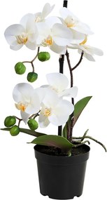 FLORISTA Orchidea v kvetináči 35 cm - biela