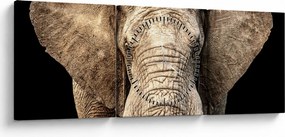 Obraz - Slon africký (s hodinami) (90x30 cm)