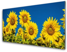 Obraz na akrylátovom skle Slnečnicami rastlina 140x70 cm