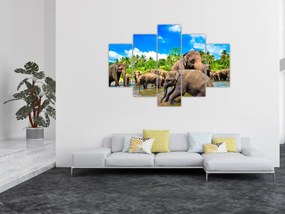 Obraz - Slony, Sri Lanka (150x105 cm)