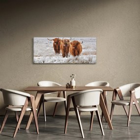 Obraz - Škótske kravy (120x50 cm)