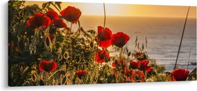 Obraz západu slnka s vlčími makmi (120x50 cm)
