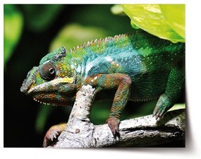 Sablio Plagát Chameleón - 60x40 cm