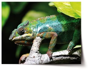 Sablio Plagát Chameleón - 60x40 cm