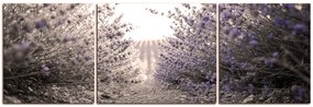 Obraz na plátne - Cestička medzi levanduľovými kríkmi - panoráma 566FC (90x30 cm)