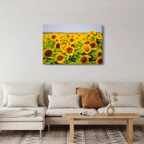 Obraz - Slnečnica (90x60 cm)