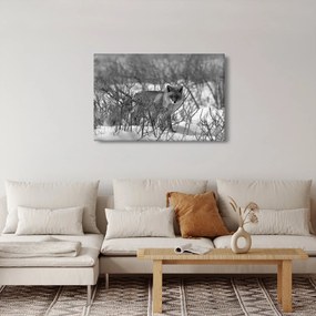 Obraz - Líška v zime (90x60 cm)