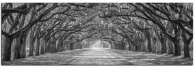 Obraz na plátne - Historické dubové stromy lemované poľnou cestou - panoráma 5239QA (105x35 cm)
