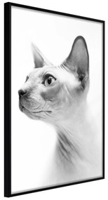 Artgeist Plagát - Hairless Cat [Poster] Veľkosť: 20x30, Verzia: Zlatý rám s passe-partout