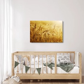 Obraz - Klasy obilia (90x60 cm)
