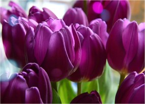 Sklenený obraz tulipánov (70x50 cm)