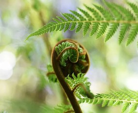 Umelecká fotografie Punga Fern Koru, Logan Campbell, (40 x 35 cm)