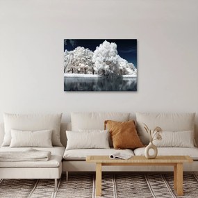 Obraz - Snehobiele stromy (70x50 cm)