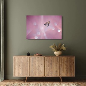Obraz - Motýľ (90x60 cm)