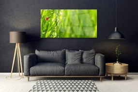 Obraz plexi Tráva lienka príroda 120x60 cm