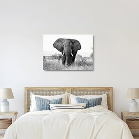 Sklenený obraz - Slon africký II. (70x50 cm)