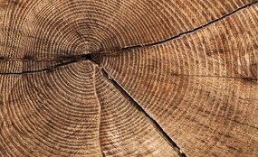 Fototapeta - Prierez kmeňom stromov (254x184 cm)