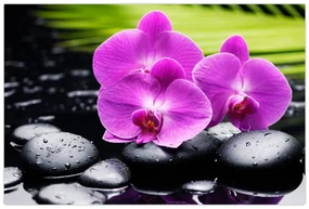 Obraz - Orchidey (90x60 cm)