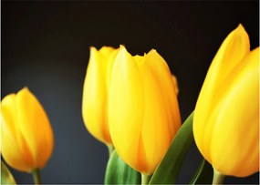 Obraz tulipánov (70x50 cm)